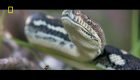 snake.1.11